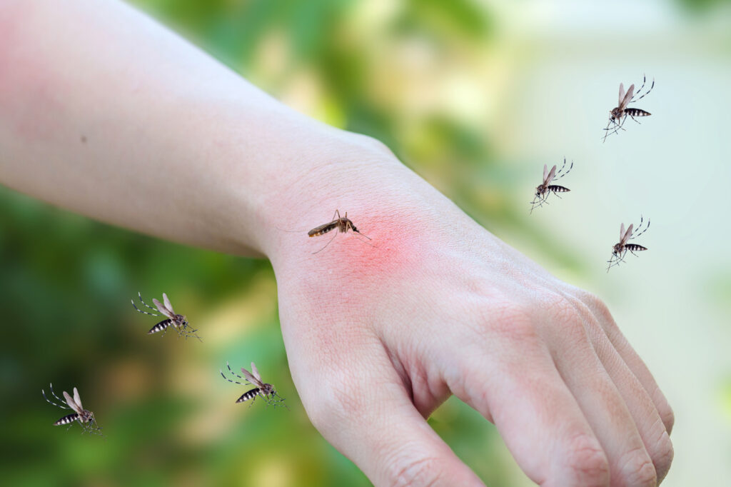 Mosquito-Borne Viruses Understanding the Threat and How to Protect Yourself