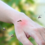 Mosquito-Borne Viruses Understanding the Threat and How to Protect Yourself